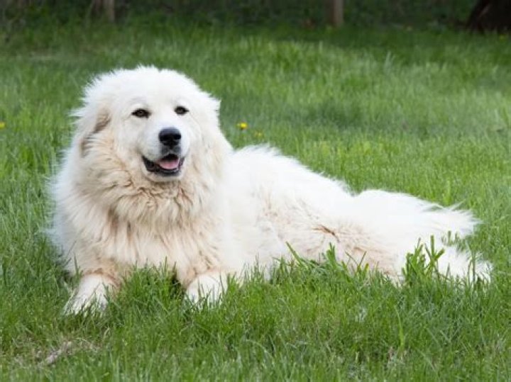 The Magnificent Great Pyrenees Dog of the Year: A Comprehensive Guide